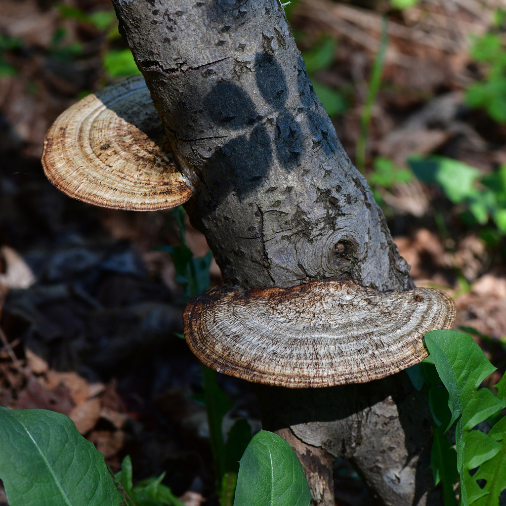 Daedaleopsis confragosa · April 2026 · photo: © josip56 (iNaturalist, cc-by)