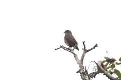 Bradornis fuliginosus