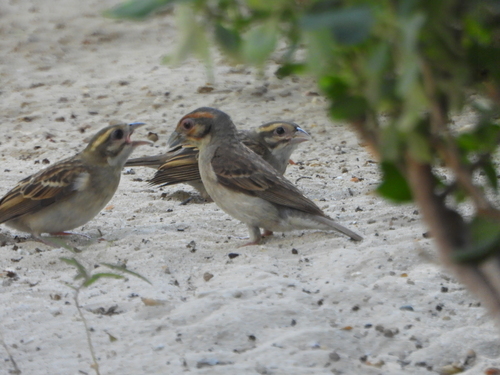 Sakalava Weaver (Ploceus sakalava), photo 8