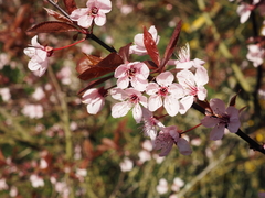Prunus cerasifera pissardii