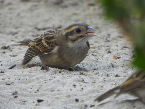 Sakalava Weaver (Ploceus sakalava), photo 9