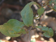Plumbago pulchella