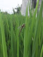 Paragomphus reinwardtii