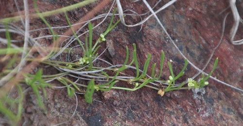 Centella glabrata var. natalensis image