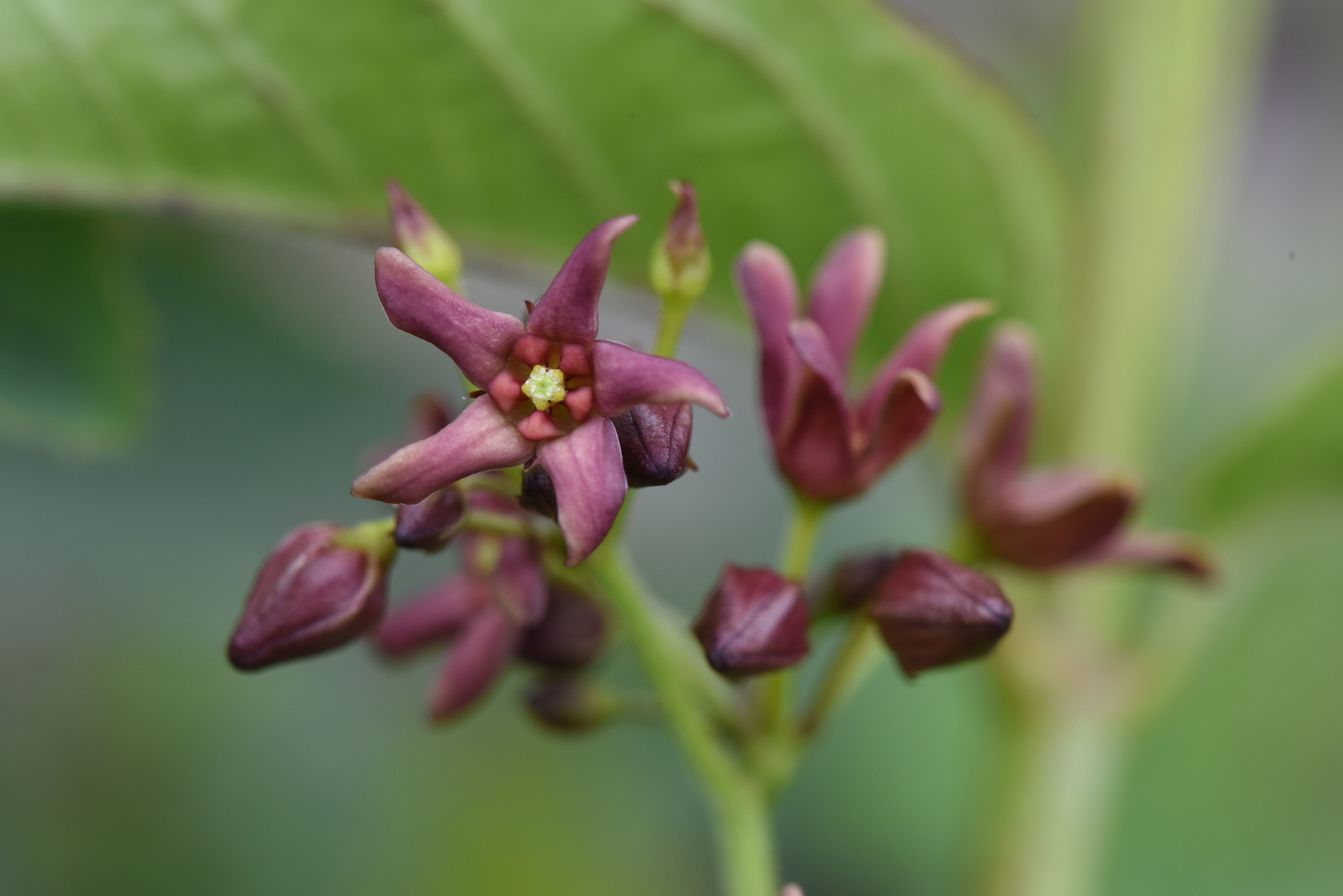 Vincetoxicum rossicum