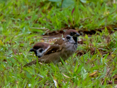 Passer montanus