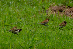 Lonchura leucogastroides