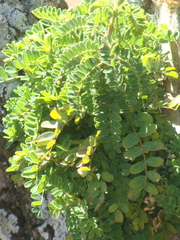 Eysenhardtia polystachya