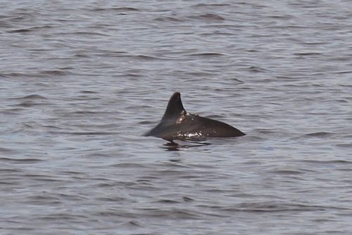 Harbour Porpoise