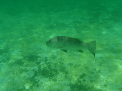 Lutjanus cyanopterus