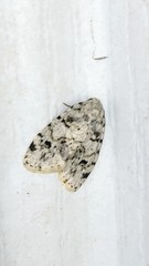 Clemensia ochreata
