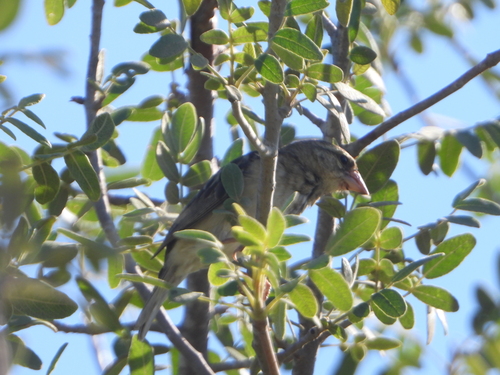Sakalava Weaver (Ploceus sakalava), photo 4