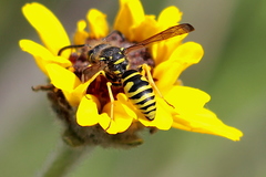 Pterocheilus