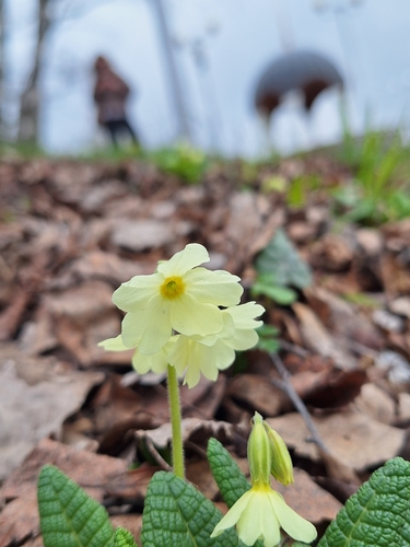 Primula ruprechtii, photograph 1