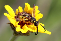 Pterocheilus