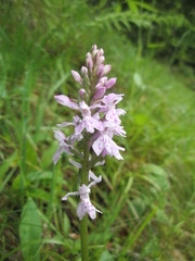 Dactylorhiza maculata maculata