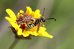 Pterocheilus