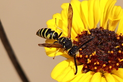 Pterocheilus