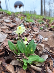 Primula ruprechtii, photograph (c) helen_golubeva, some rights reserved (CC BY)