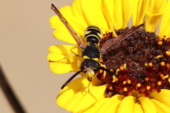 Pterocheilus