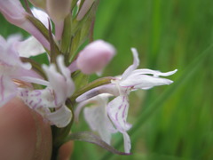 Dactylorhiza maculata maculata