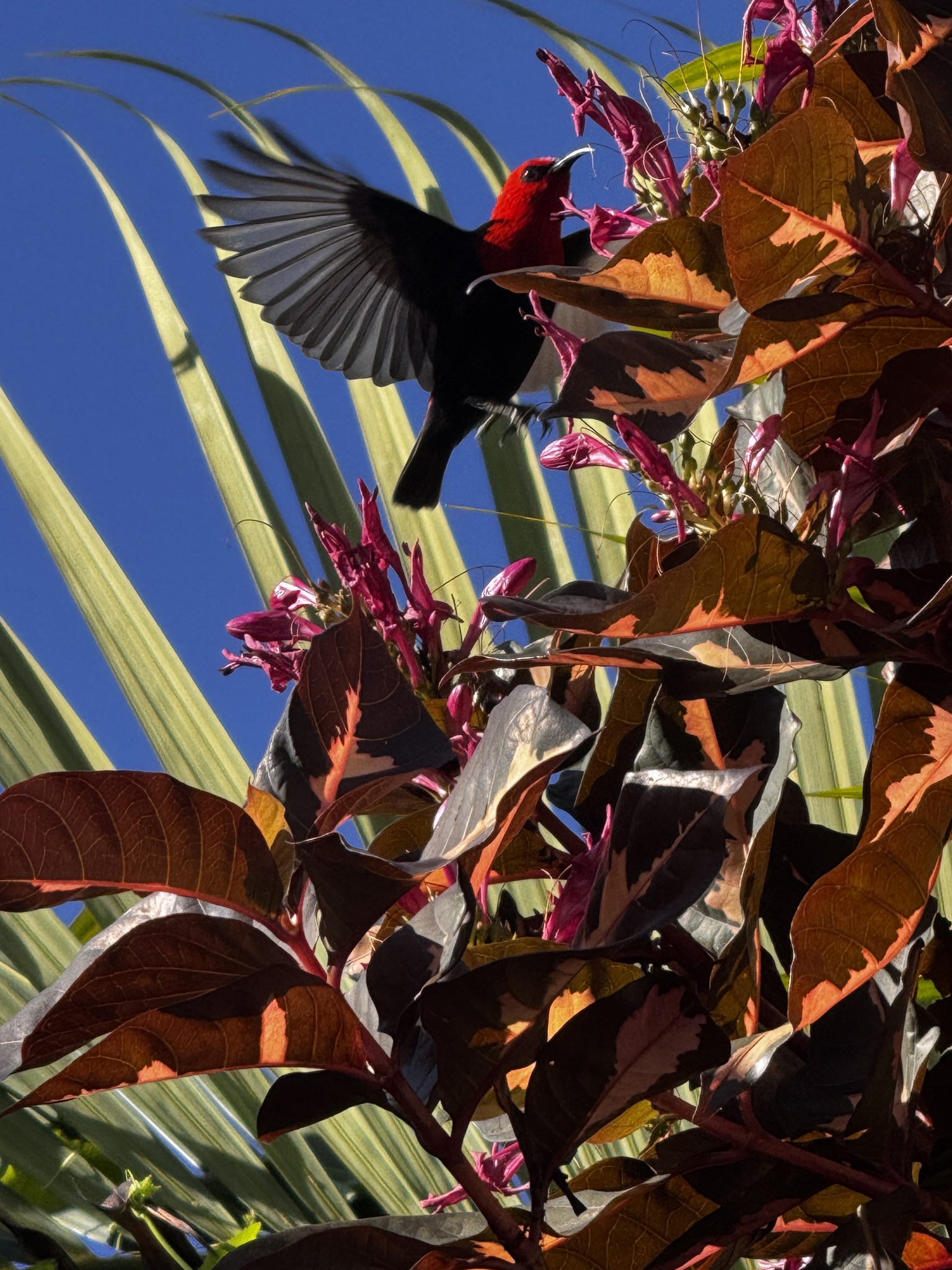 Cardinal Myzomela (Myzomela cardinalis), photo 1