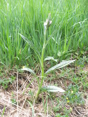 Dactylorhiza maculata maculata