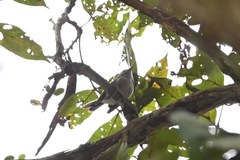 Erythrocercus mccallii