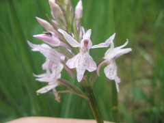 Dactylorhiza maculata maculata