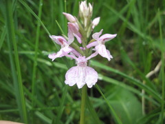 Dactylorhiza maculata maculata
