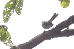 Erythrocercus mccallii