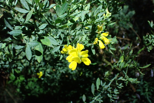 Genista stenopetala, photograph 5