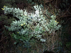 Genista stenopetala, photograph (c) Michael Berardozzi, some rights reserved (CC BY)