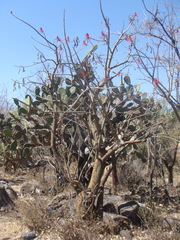 Erythrina folkersii