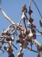Erythrina folkersii