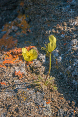Papaver radicatum