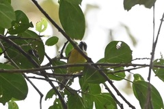 Apalis jacksoni