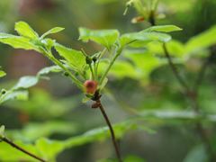 Rhododendron pentandrum