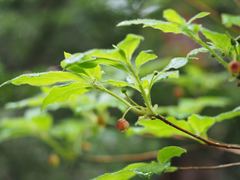 Rhododendron pentandrum