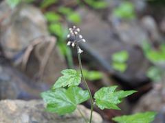 Tiarella polyphylla