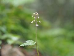 Tiarella polyphylla