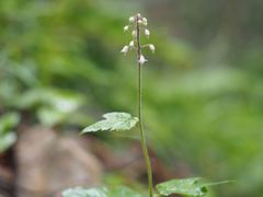 Tiarella polyphylla