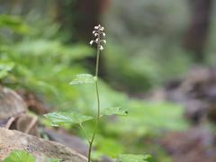 Tiarella polyphylla