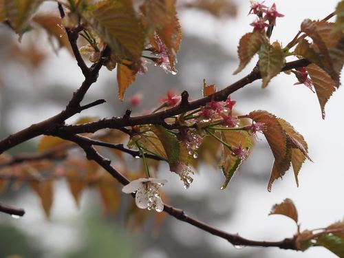 Japanese Alpine Cherry (Prunus nipponica)