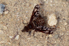 Conophorus fenestratus