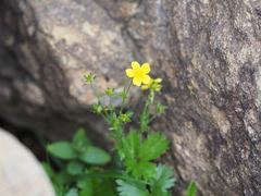 Potentilla matsumurae