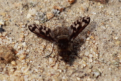 Conophorus fenestratus