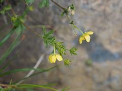 Potentilla matsumurae