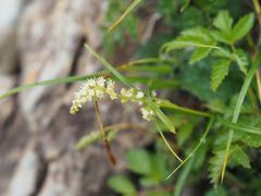 Aruncus sylvester astilboides