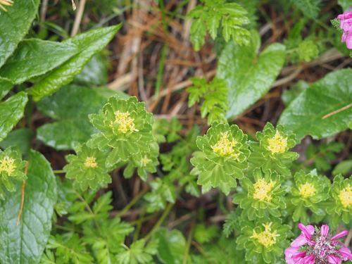 Rhodiola ishidae iNat (3)